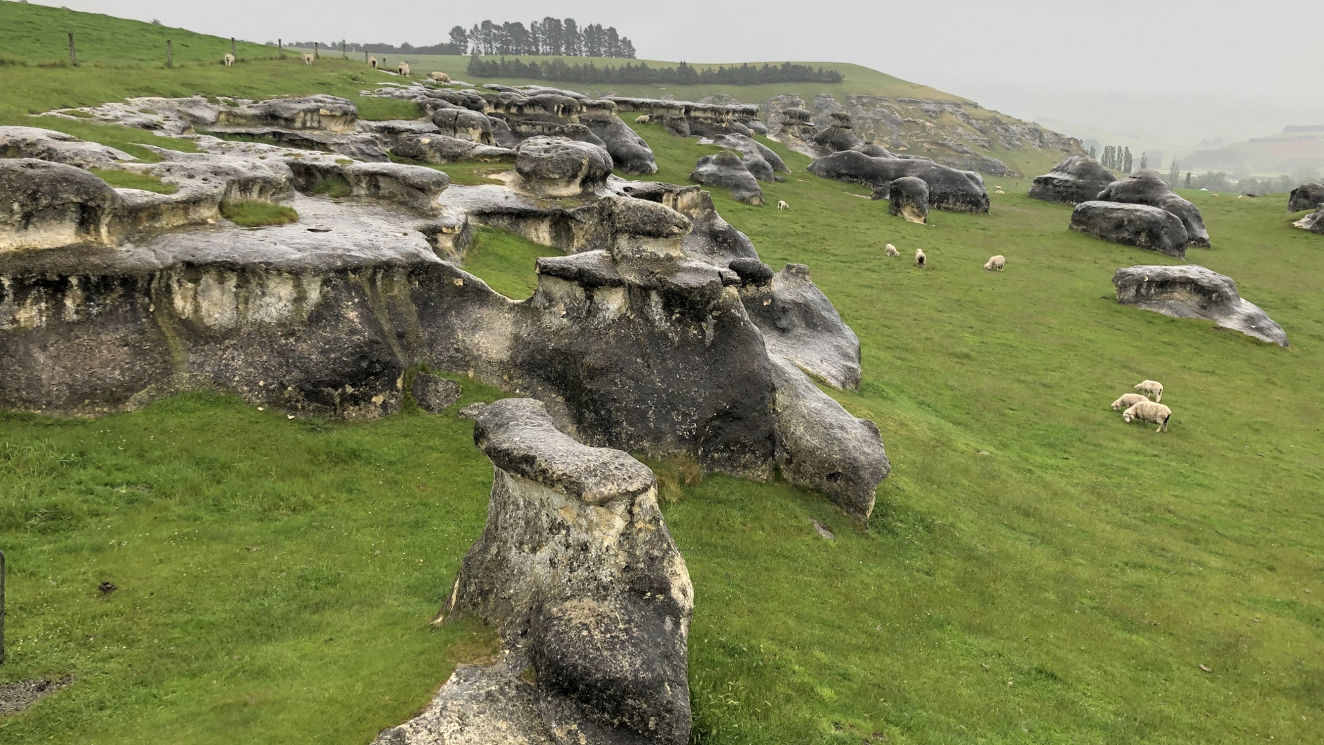 18.11.21 New Zealand 50