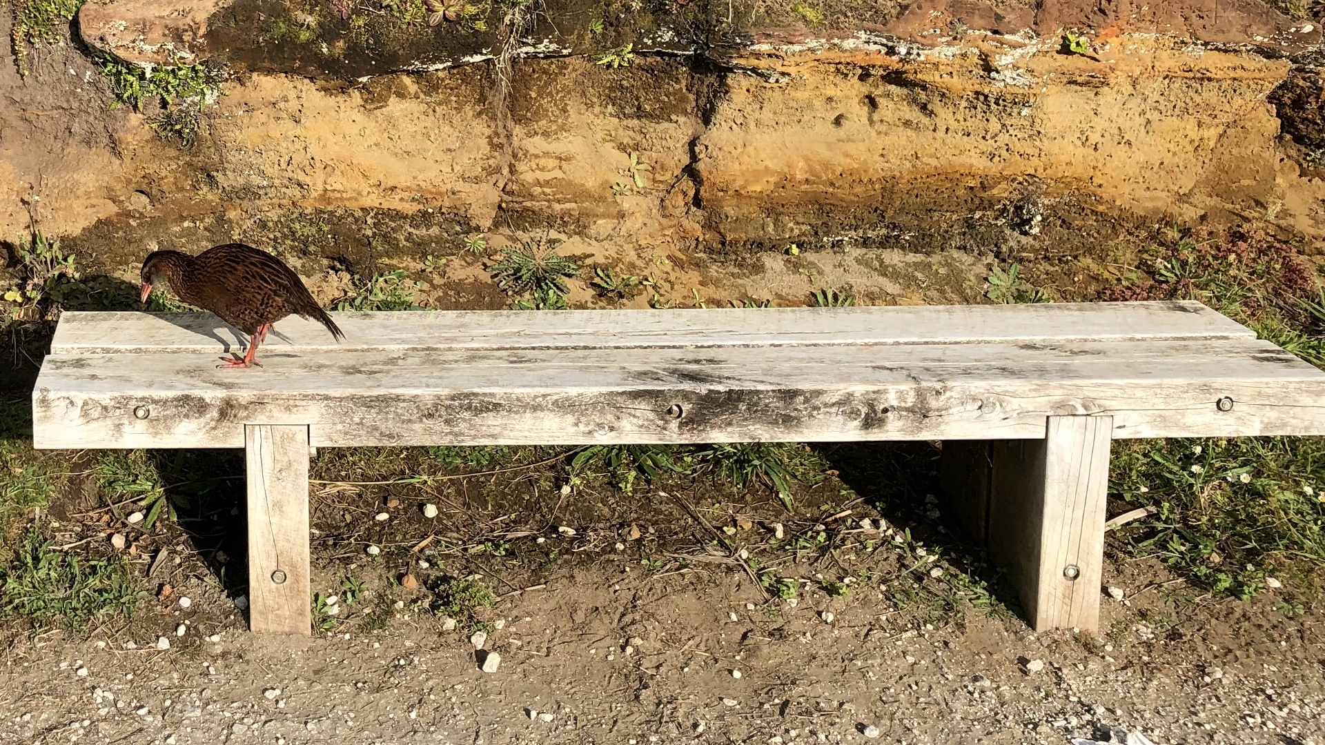 18.11.27 New Zealand 37