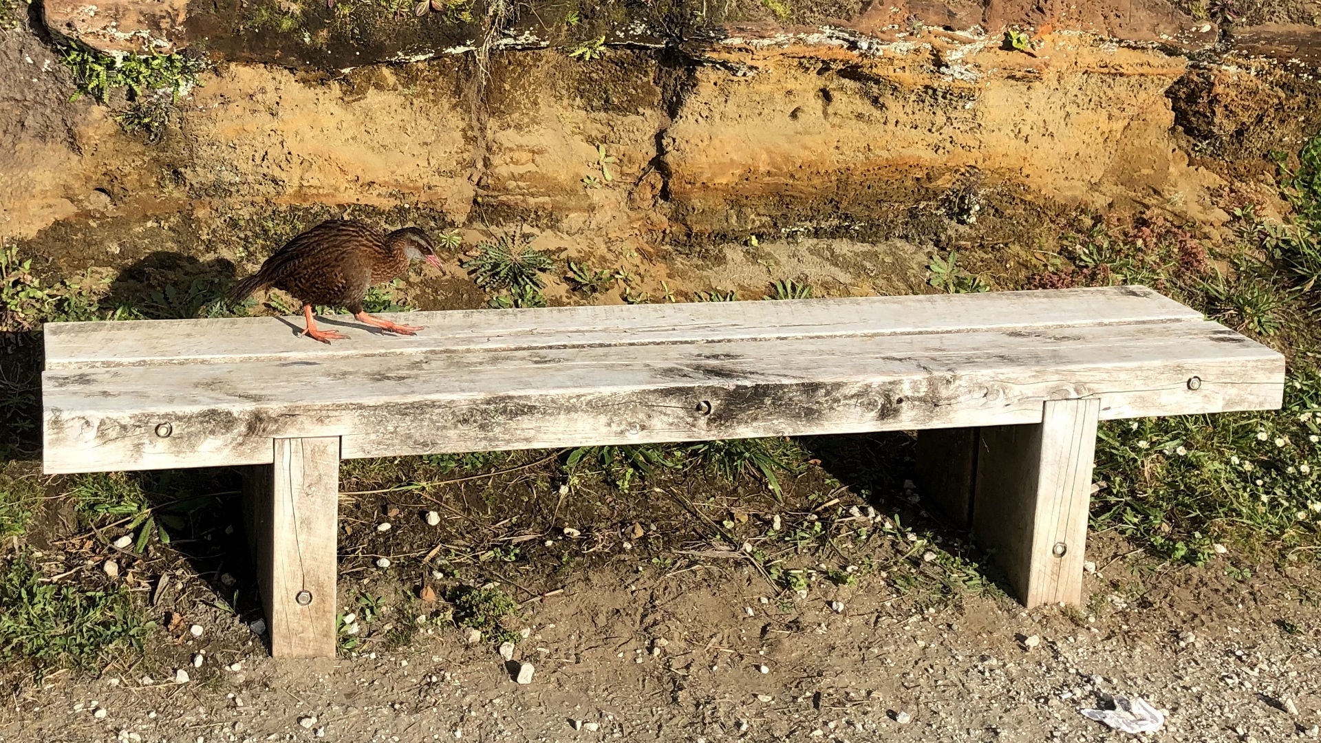 18.11.27 New Zealand 38