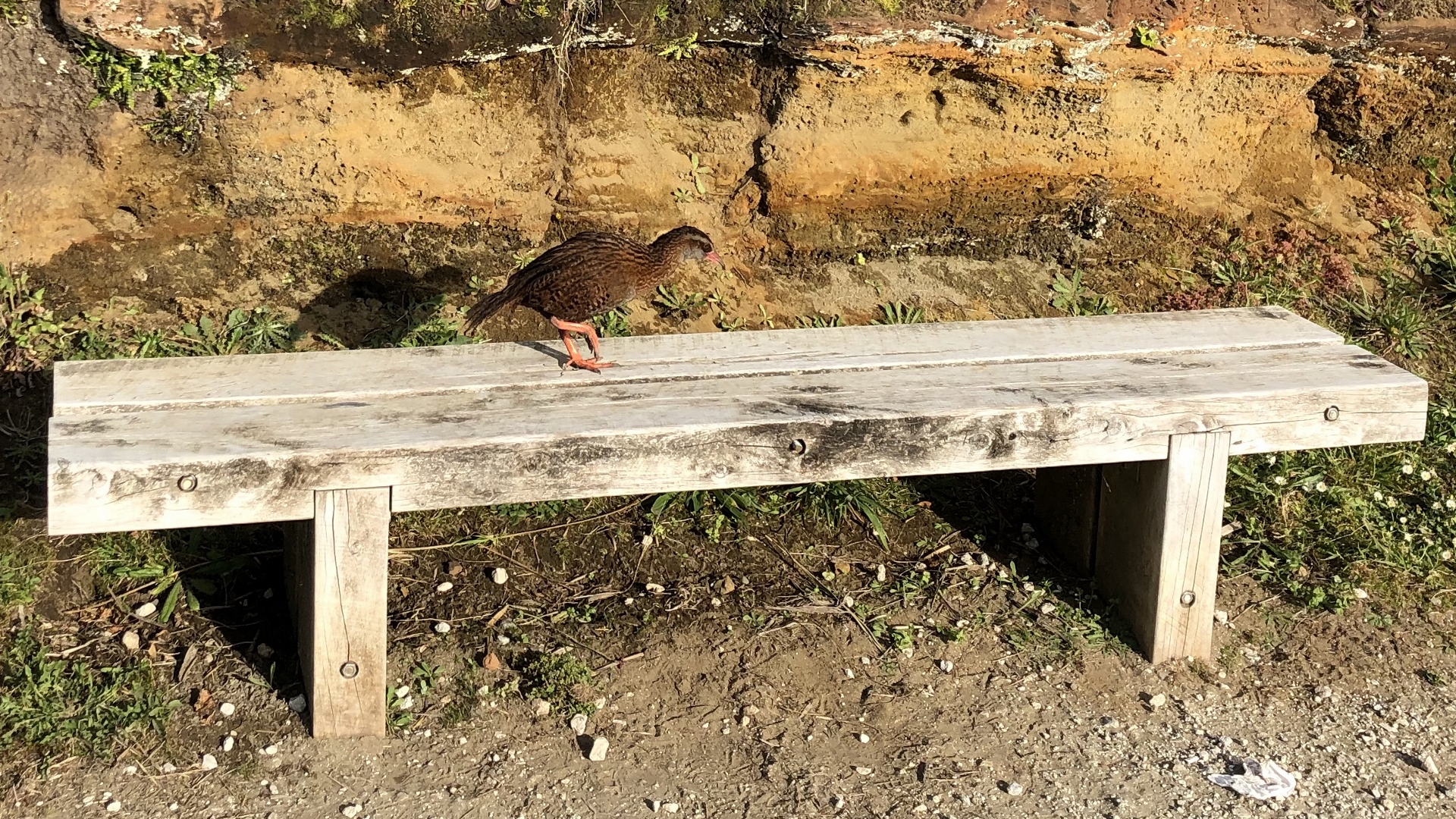 18.11.27 New Zealand 39