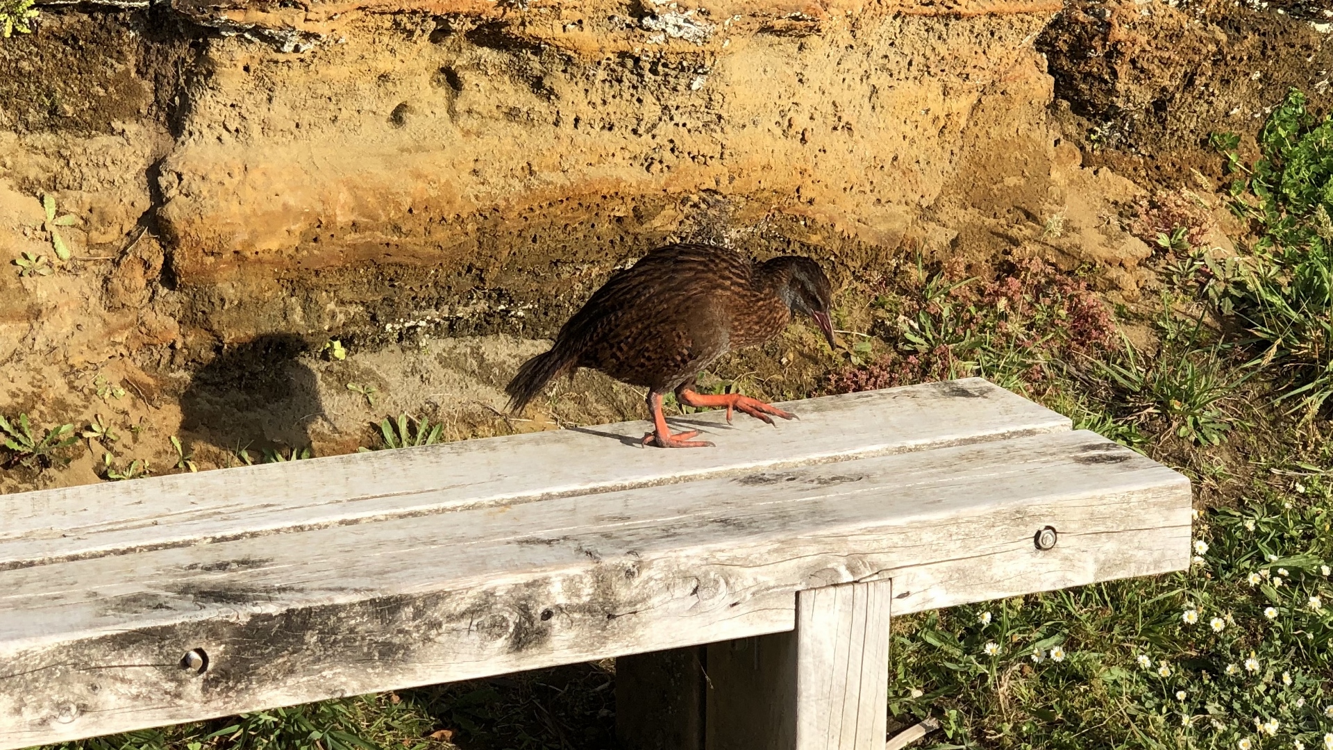 18.11.27 New Zealand 41