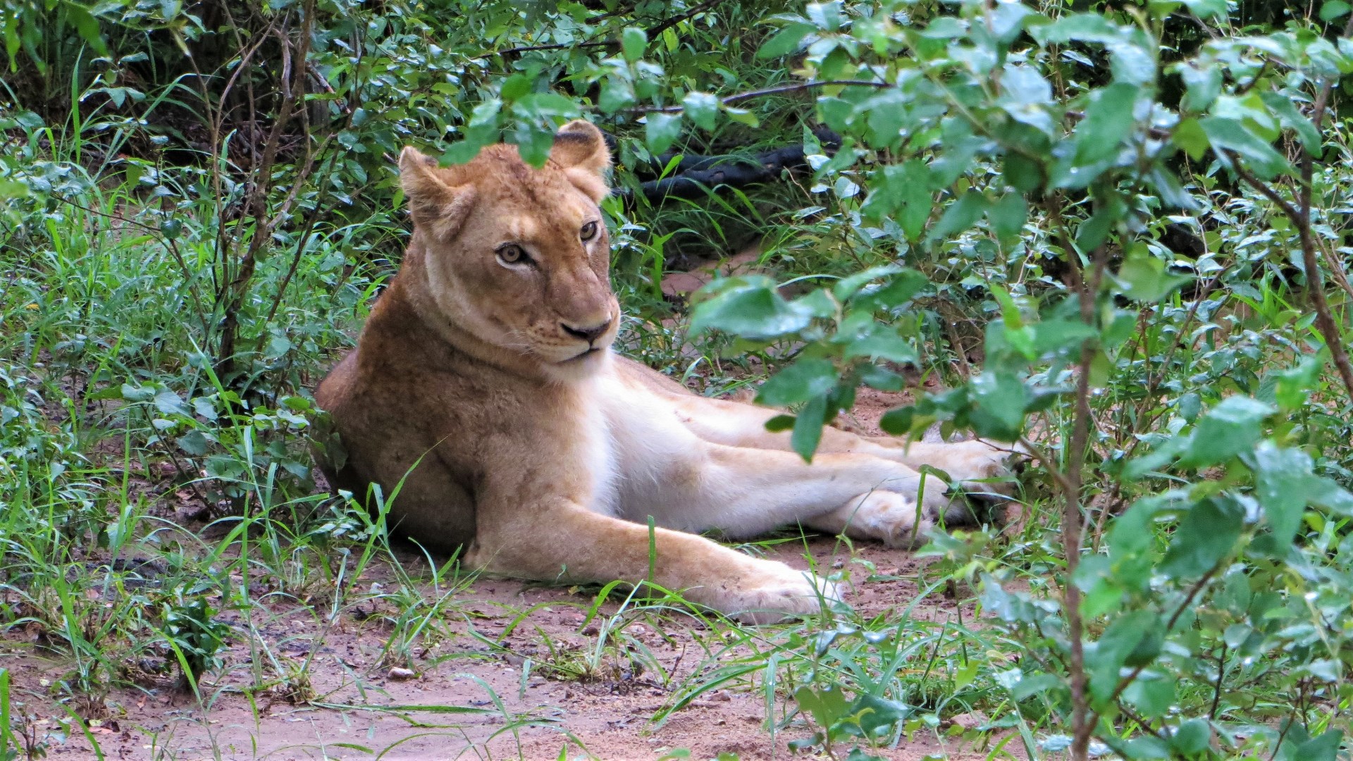 16.12.28 Sud Africa 58