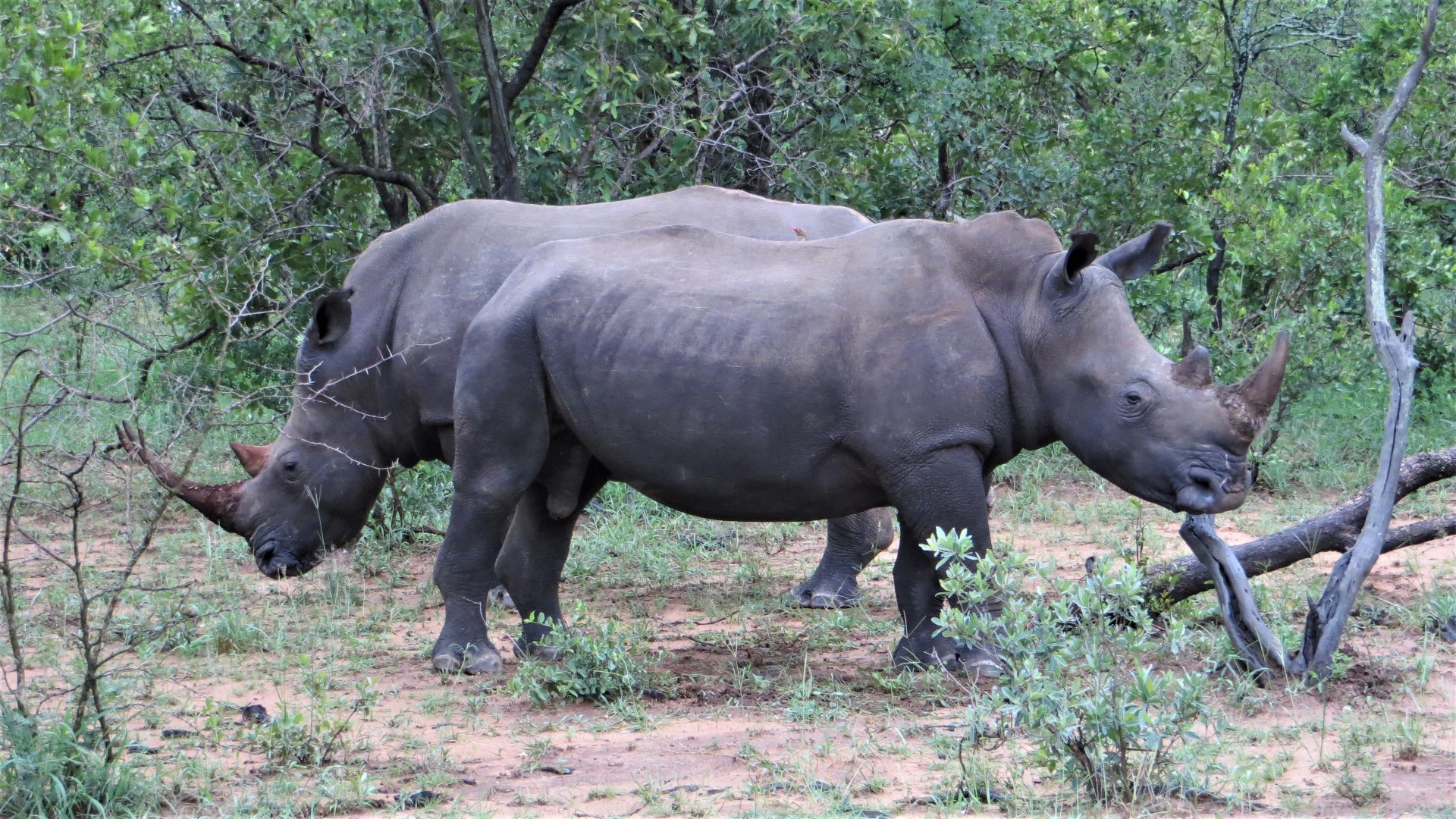 16.12.29 Sud Africa 01