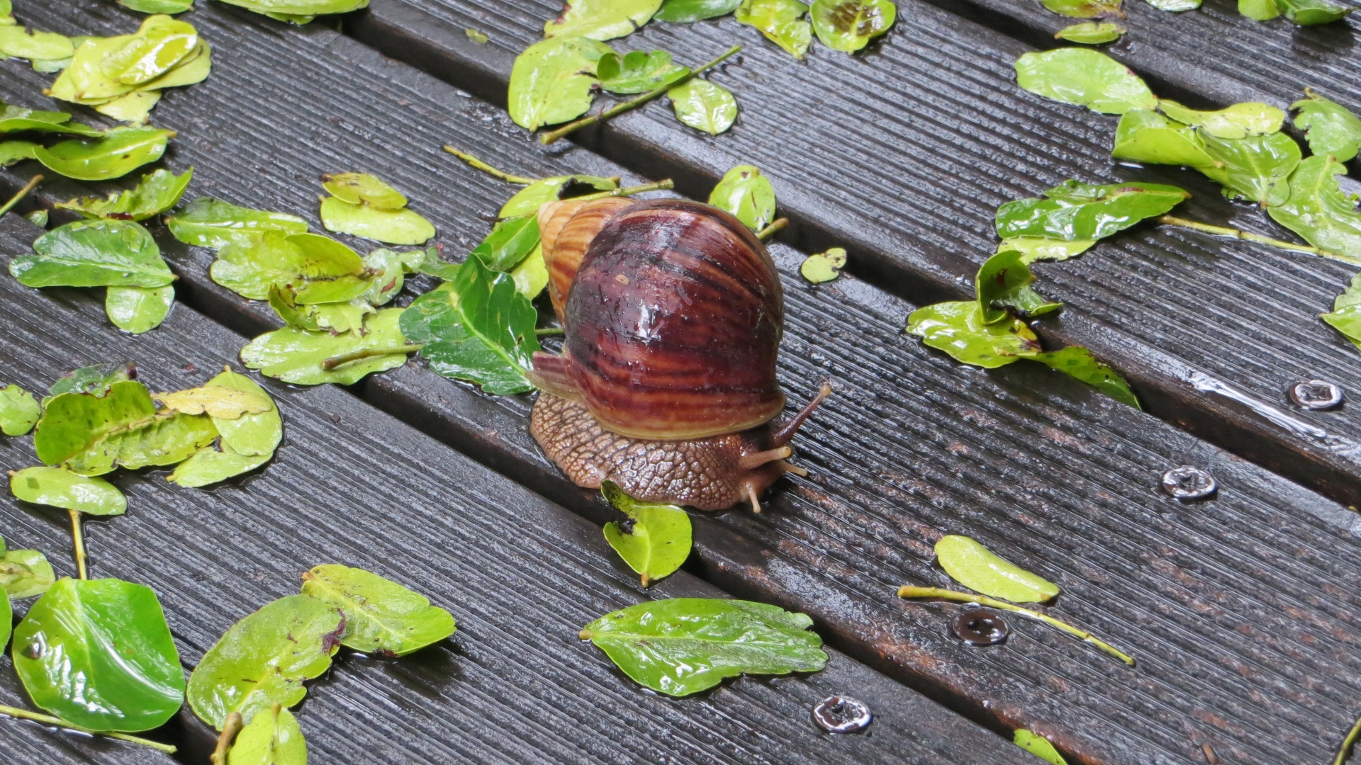 16.12.30 Sud Africa 01