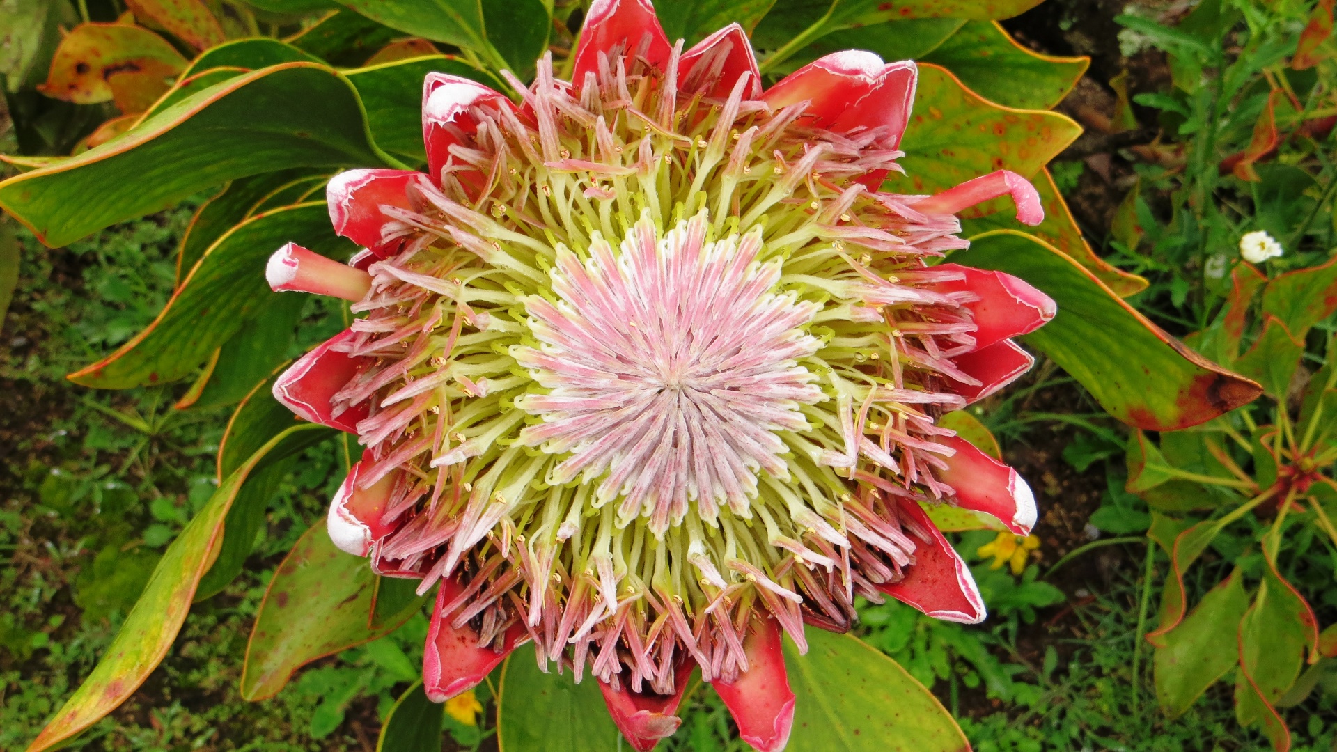 16.12.30 Sud Africa 56