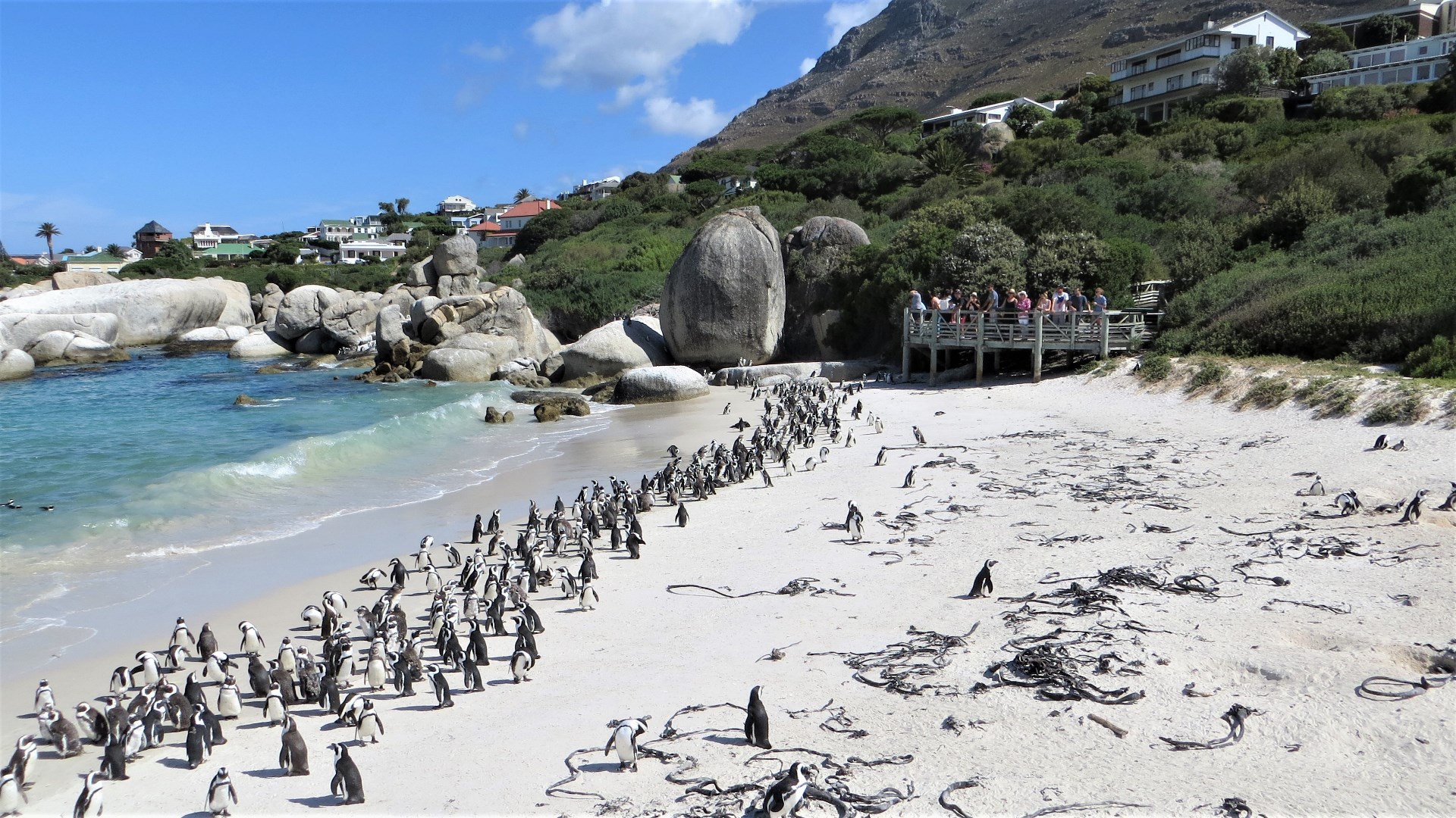 17.01.02 Sud Africa 54