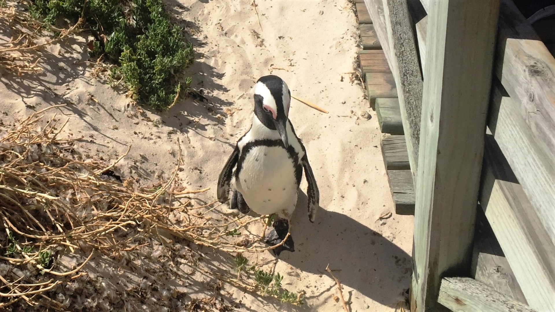 17.01.02 Sud Africa 60