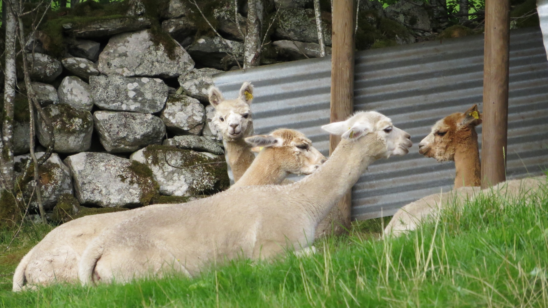 18.08.14 Bestebakken Bergen 09