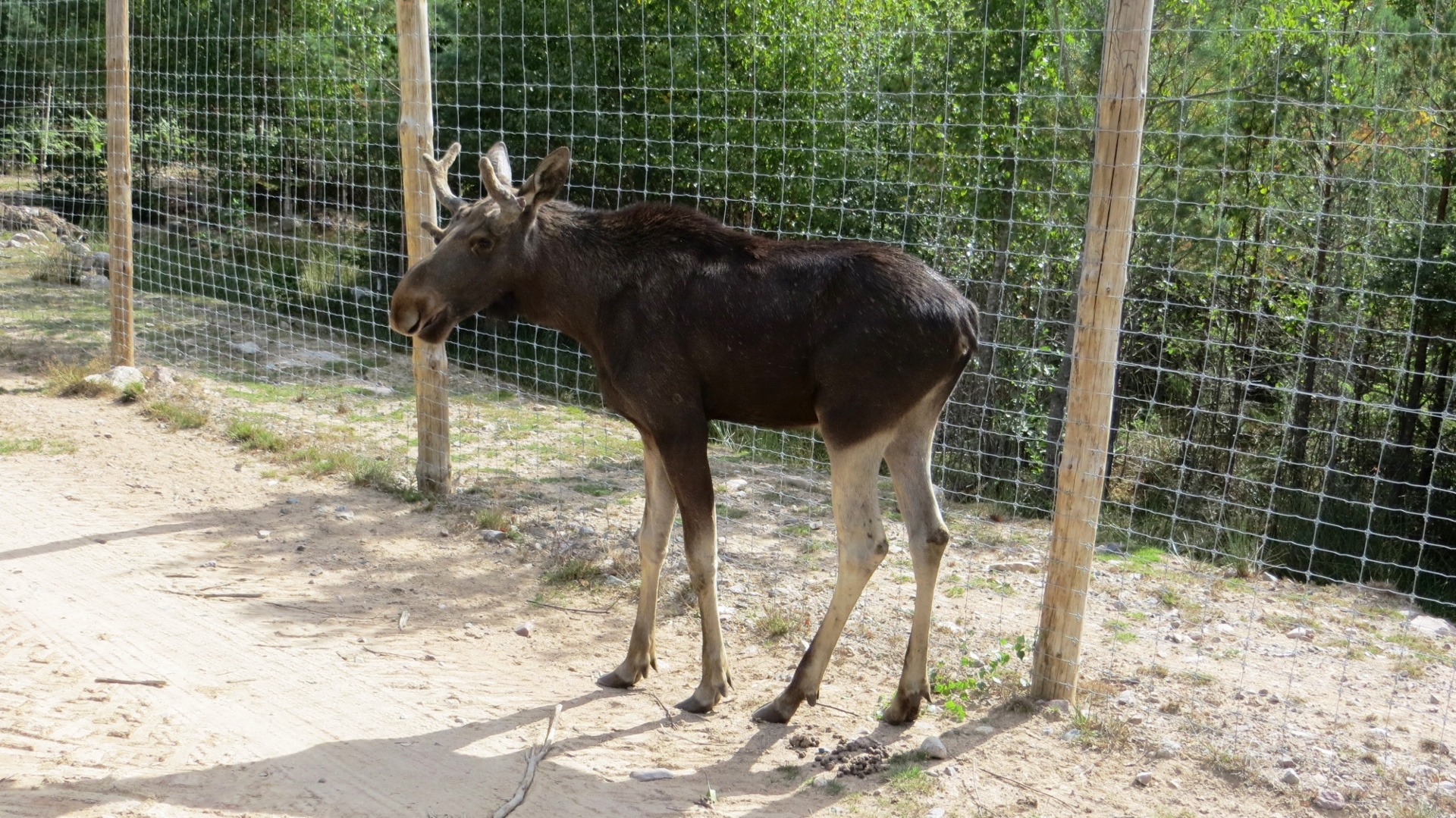 18.08.21 Kalmar Glasriket´s Moose Park Linköping 15